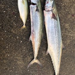 久しぶりのサワラ!