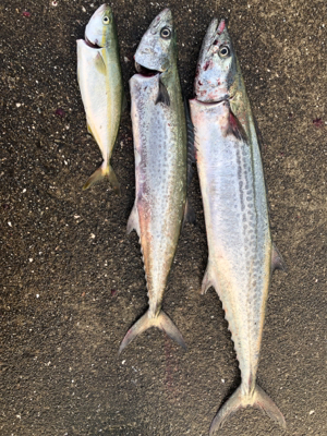 久しぶりのサワラ!