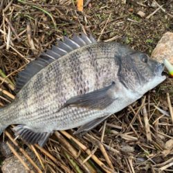 遠征したものの