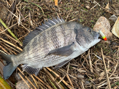 遠征したものの