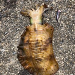 久しぶりのエギング釣行で!