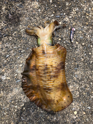 久しぶりのエギング釣行で!