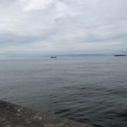 ハマチを狙いに！