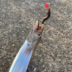 梅雨明けタチウオ