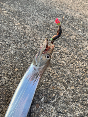 梅雨明けタチウオ