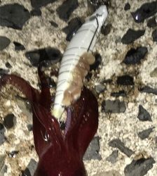 渋いけどなんとか3杯