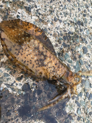 まさかのアオリ！