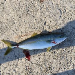 ひさびさにポーアイ