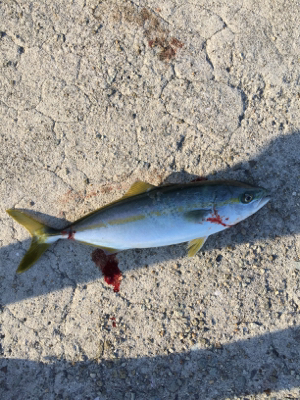 ひさびさにポーアイ