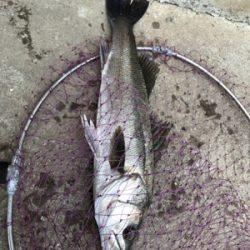 仕事終わりのシーバスゲーム