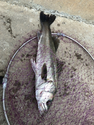 仕事終わりのシーバスゲーム