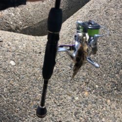 アジング からの