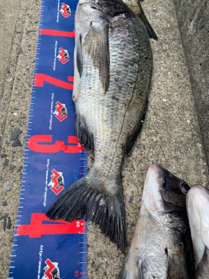 玉野市 宇野沖 沖磯チヌ