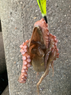 今日も、オクトパッシング ！