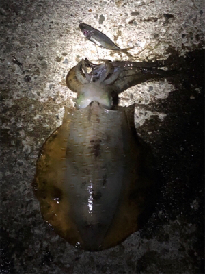 アオリ降臨‼️…