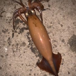 函館と言えば、、、