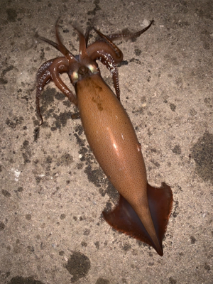 函館と言えば、、、