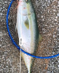 ヤズからのブリ