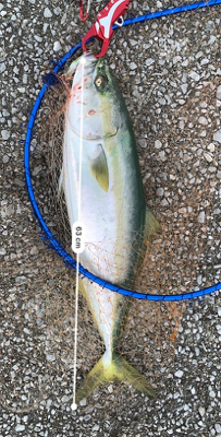 ヤズからのブリ