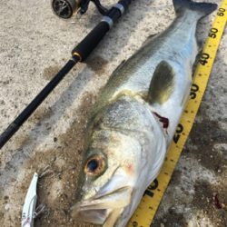 青物かと思いきやシーバス