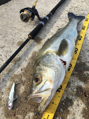 青物かと思いきやシーバス