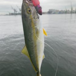 エイとアンタレスとツバス