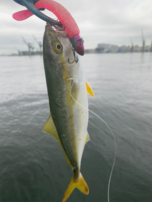 エイとアンタレスとツバス