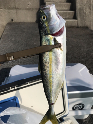 ライトショアジギング