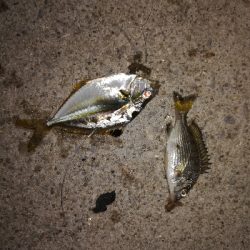 小キビレパラダイス