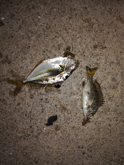 小キビレパラダイス