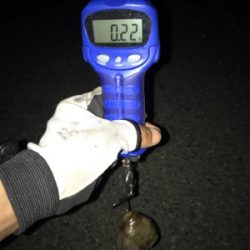 エギングで嬉しい外道GET(^｡^)