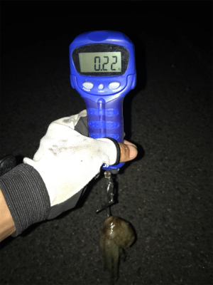 エギングで嬉しい外道GET(^｡^)