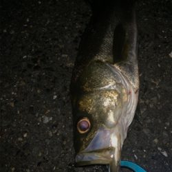 ワンオクぼっち