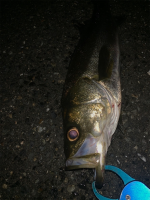 ワンオクぼっち