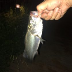 一瞬の時合い、そして無反応