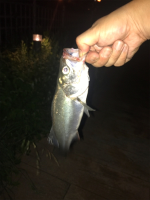 一瞬の時合い、そして無反応