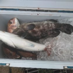 海上釣堀オーパ！！