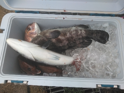 海上釣堀オーパ！！