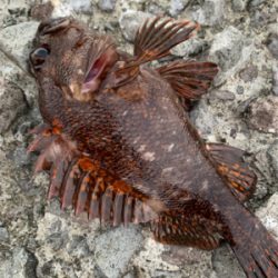 根魚パラダイス