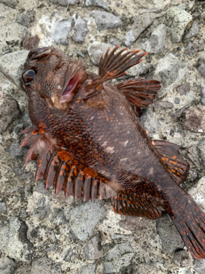 根魚パラダイス