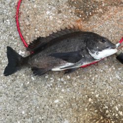 台風通過後の楽しみ！