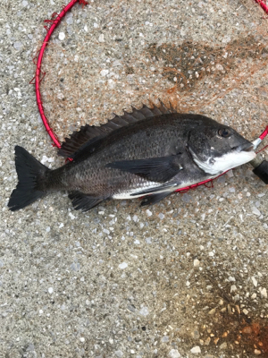 台風通過後の楽しみ！