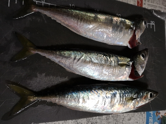 お暇だったので