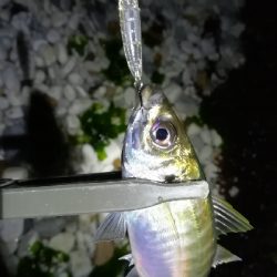 ナイトアジング