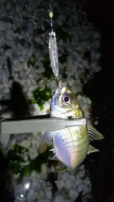 ナイトアジング