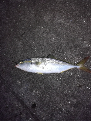 もう少しでハマチ