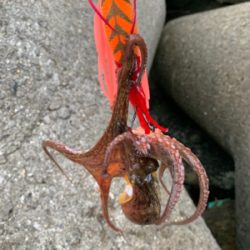 ショアタコ爆発!