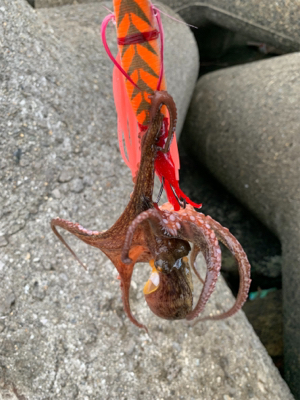 ショアタコ爆発!