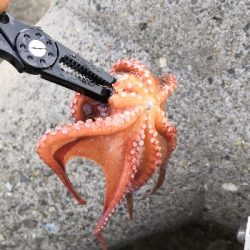 タコまとめて4kg