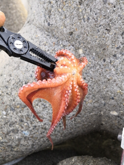 タコまとめて4kg